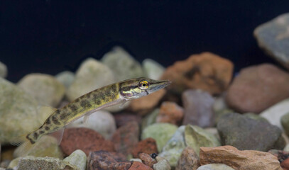 Juvenile of the northern pike (Esox lucius)  - obrazy, fototapety, plakaty
