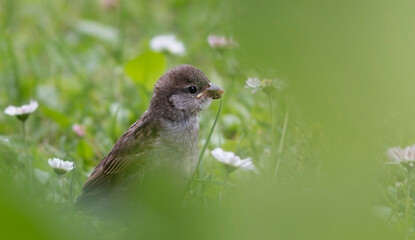 closeup shot of a common house sparow Passer domesticus in nature