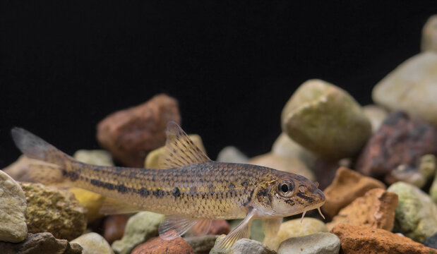 Gobio gobio, or the gudgeon, is a species of fish in the family Cyprinidae. Small fish is widely distributed in fresh-water streams and lakes across central and temperate Eurasia.