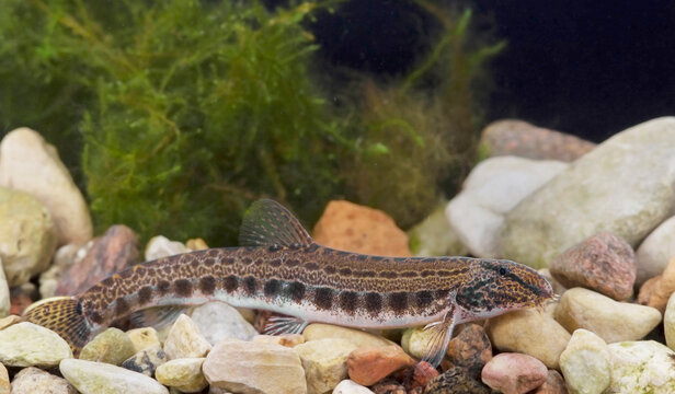 The spined loach also known as spotted weather loach (Cobitis taenia) is a common freshwater fish in Europe. 