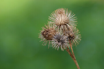 Arctium tomentosum, commonly known as the woolly burdock or downy burdock