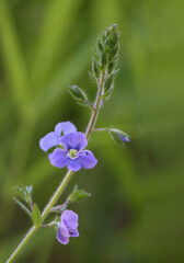 Closeup on the brlliant blue flowers of germander speedwell, Veronica chamaedrys