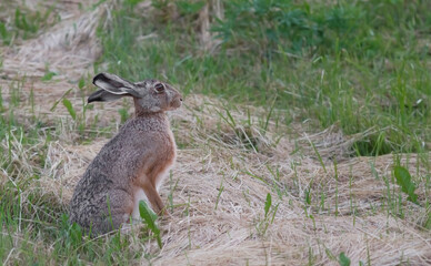 The European hare (Lepus europaeus), also known as the brown hare