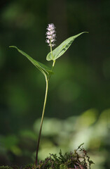 Plant widespread across much of North America, Europe and Asia - Maianthemum