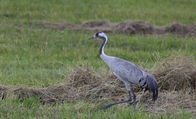 The common crane (Grus grus), also known as the Eurasian crane