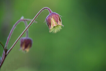 Geum rivale or the water avens