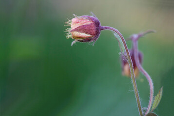 Geum rivale or the water avens