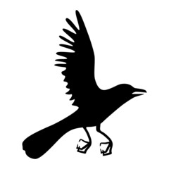 Crow in flight. silhouette of a raven on a white background