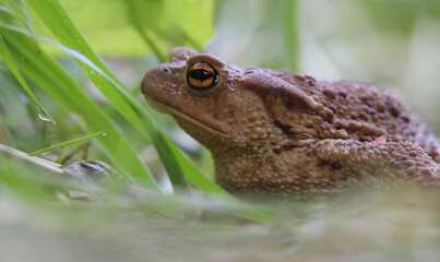 The common toad, European toad, or in Anglophone parts of Europe, simply the toad (Bufo bufo)