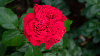 Beautiful red rose in the garden. Selective focus.