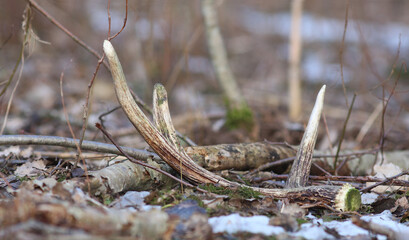 Moose (Alces alces) antlers on the ground