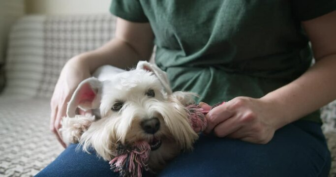 Active playful silver miniature schnauzer terrier dog, white terrier dog playing with owner, with a toy at home. Cozy home. Playing with dog. Lifestyle. Tug of rope game