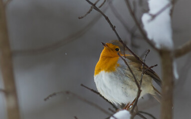 Robint sitting on the branch