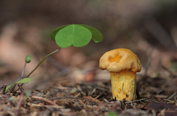 Beautiful closeup of forest mushrooms. Gathering mushrooms. Mushrooms photo, forest photo, forest background