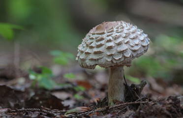 Beautiful closeup of forest mushrooms. Gathering mushrooms. Mushrooms photo, forest photo, forest background