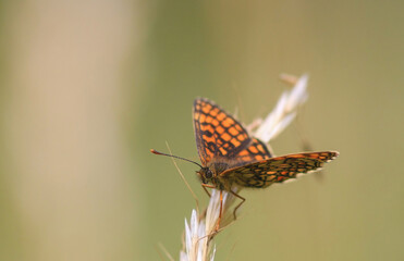 Brush-footed butterflie Melitaea sitting on the grass