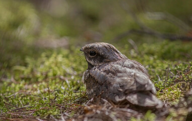 The European nightjar (Caprimulgus europaeus), common goatsucker, Eurasian nightjar or just nightjar