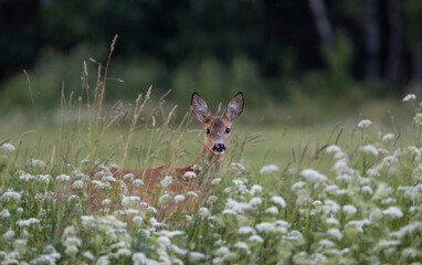 Roe deer, capreolus capreolus, standing in its natural habitat.