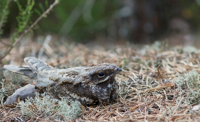The European nightjar (Caprimulgus europaeus), common goatsucker, Eurasian nightjar or just nightjar
