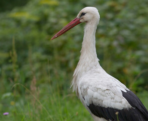 Birds - White Stork (Ciconia ciconia) in summer meadow with beautiful flowers, Lithuania - Europe