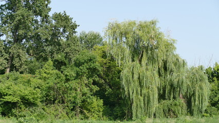 Obraz na płótnie Canvas trees in the field