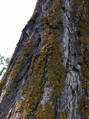 bark of a tree