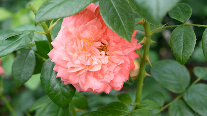 Beautiful rose in the garden. Selective focus.