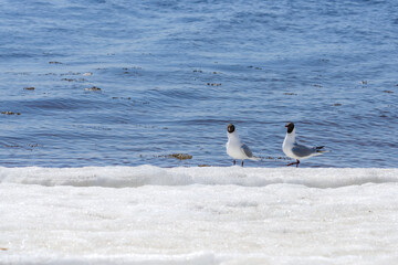 Two relict gulls (Ichthyaetus relictus) also known as Central Asian gull are on the snow-covered beach of the Baltic Sea Bay. A medium-sized gull, rare and endangered species