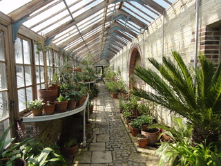 Fototapeta na wymiar Greenhouse with plants