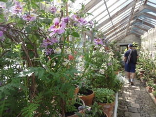 Greenhouse with flowers