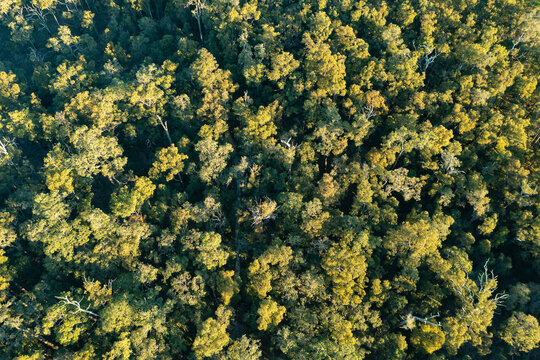 aerial view looking down on trees in forest