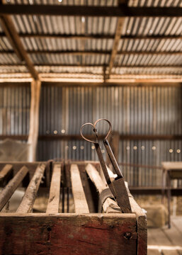 Shears in a shearing shed.
