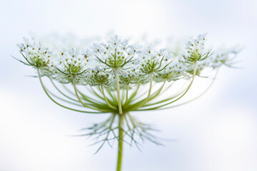 Close-up of beautiful tiny white flowers