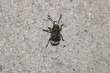 natural anthribidae insect macro photo