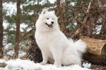 Samoyed white dog is sitting in the winter forest