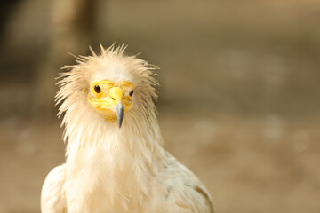 Beautiful Egyptian vulture at enclosure in zoo, space for text