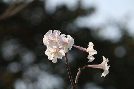 Tabebuia roseoalba - Ip&ecirc;-branco
