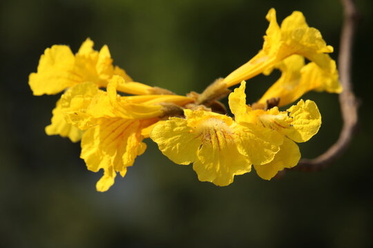 Ipê-amarelo - Handroanthus albus