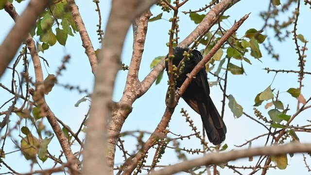 Preening its feathers on its breast as it gets ready to roost for the night, Asian Koel, Eudynamys scolopaceus, Male, Thailand.