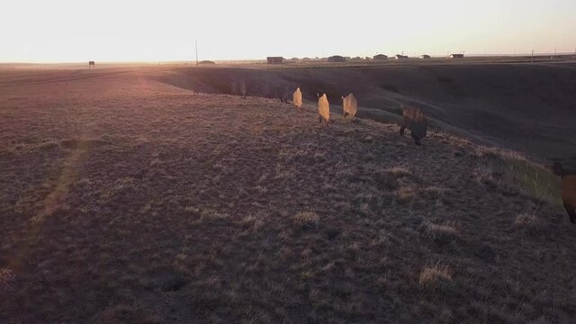 sunrise lens flare orbiting aerial of bison artwork on prairie hilltop