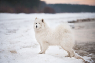 Obraz na płótnie Canvas Samoyed white dog is on snow Saulkrasti beach in Latvia
