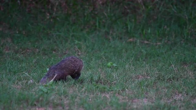 Facing to the right looking towards the camera, turns to the left to walk away,Crab-eating Mongoose, Urva urva, Khao Yai National Park, Thailand.