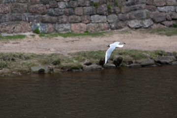 Lake gull (Larus Chroicocephalus Ridibundus) is flying under the water of South Harbour in Vyborg, near the St. Olav Tower