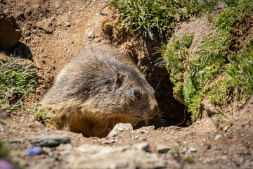 Marmotta nel parco nazionale del Gran Paradiso