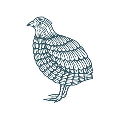 Quail. Hand drawn quail vector illustration. Part of set. - obrazy, fototapety, plakaty