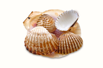 Different Sea shells isolated on a white background