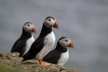 Three Atlantic puffins perched on a rock with blue see in the background.  