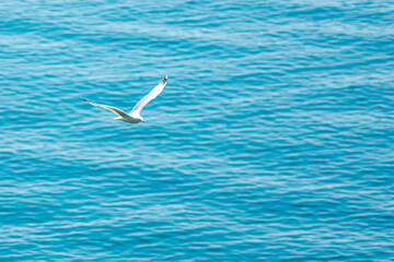 a large white gull flies over the sea