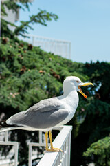 the large sea gull close-up