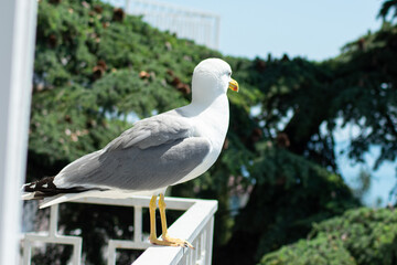 the large sea gull close-up